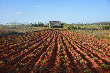 Tobacco farm, Viñales, Cuba.