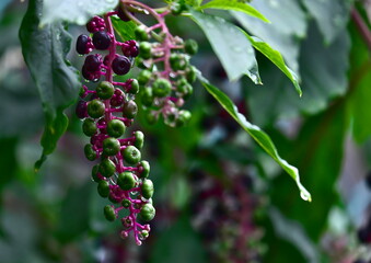 雨上がりとヨウシュヤマゴボウ