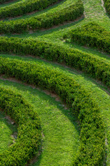 vegetable maze of decorative hedges in an urban park