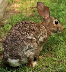 Adorable spring Easter bunny rabbit