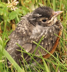 Baby Robin newly fledged sign of hope in spring