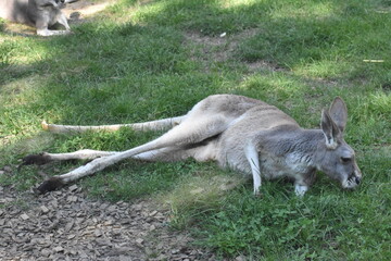 Kangaroo in the grass