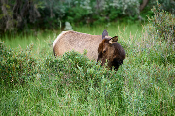 Elk (Red deer) (Wapiti), (Cervus elaphus), Higashikawa Friendship Trail, Canmore, Alberta, Canada.