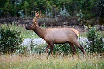 Naklejka na ściany i meble Bull Elk (Red deer), (Wapiti), (Cervus elaphus) Bow River, Canmore, Alberta, Canada,