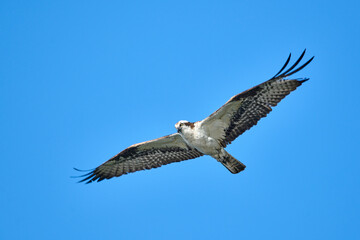 Osprey (Pandion haliaetus) in flight Vermillion Lakes, Banff, Alberta, Canada,