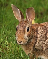 Adorable spring Easter bunny rabbit