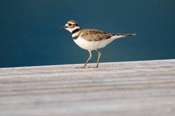 Killdeer (Charadrius vociferus), Vermillion Lakes, Banff National Park, Alberta, Canada,