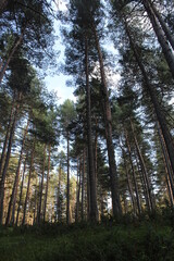 pine trees and silence