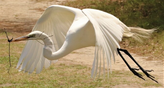 Great White Heron Egret breeding plumage with nest building stck