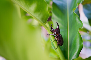 beetle on green leaf background, insect, beetle on leave
