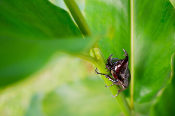 beetle on green leaf background, insect, beetle on leave
