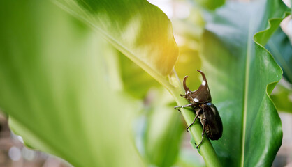 beetle on green leaf background, insect, beetle on leave
