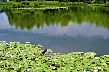 青空が映る湖と鴨
