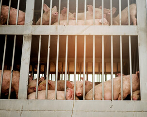 pig in the cage, animal farm
