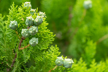 コニファーの実、針葉樹の葉っぱ/常緑樹/庭木、シンボルツリー