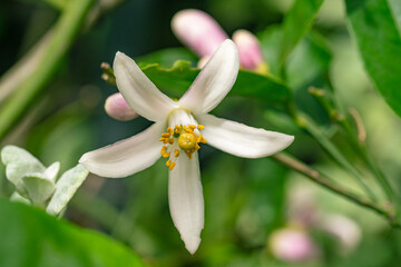 無農薬栽培、家庭菜園のレモンの花/檸檬、柑橘類/フレッシュフルーツ