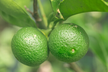 無農薬栽培、家庭菜園のカボスの実/木になっているかぼす/フレッシュフルーツ