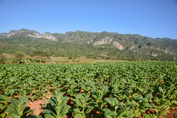Fototapeta na wymiar Tobacco farm, Viñales, Cuba.