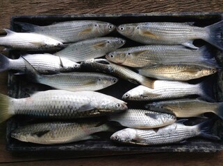 Sea mullet fish prepared in plate.