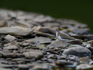 Spotted Sandpiper foraging at the stony river bank in fall