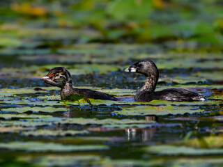 Pied-billed Grebe Chick Holding a Fish and Swimming with Adult Grebe