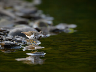 Spotted Sandpiper foraging at the stony river bank in fall