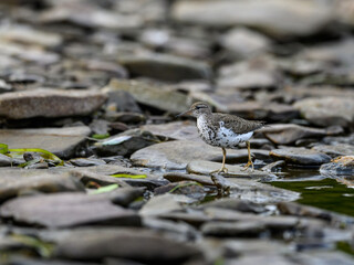 Spotted Sandpiper foraging at the stony river bank in fall