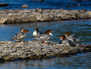 Group of Female Common Mergansers  resting on stony island in the river