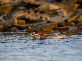 Female Common Merganser swimming in dark green water of the river and holding a crayfish in its beak