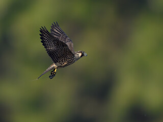 Peregrine Falcon with prey flying on green brown background