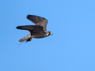 Peregrine Falcon with prey flying on blue sky
