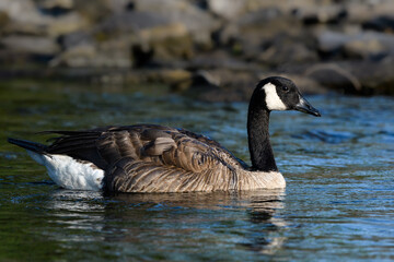 Canada Goose swimming in green blue water in summer, closeup portrait