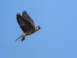 Obraz premium Peregrine Falcon in Flight on Blue Sky