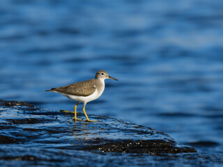 Spotted Sandpiper foraging at the stony river bank in fall