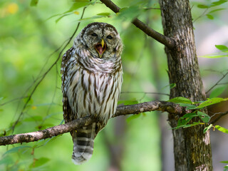 Barred Owl sitting on tree branch and yawning in summer