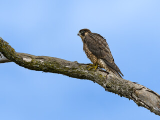 Obraz premium Peregrine Falcon sitting on tree branch against blue sky, portrait