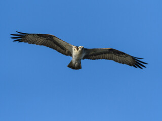 Osprey flying on blue sky