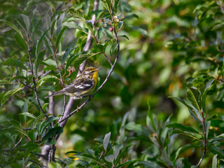 Blackburnian Warbler sitting on tree branch on green background in summer