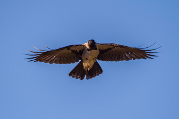 Hooded crow flies against the background of a clear blue sky on a summer morning
