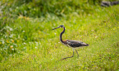 Tri-colored Heron walking in grass at Viera wetlands wildlife sanctuary in Viera Florida.