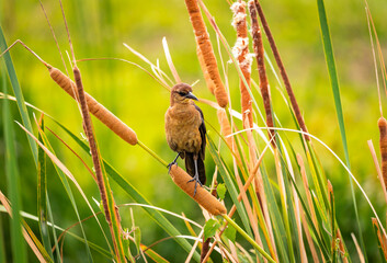 Brown Grackle sitting in cat tails at Viera wildlife sanctuary wetlands in Viera Florida.