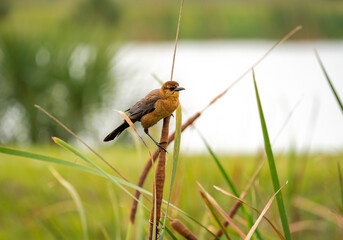 Brown Grackle sitting in cat tails at Viera wildlife sanctuary wetlands in Viera Florida.