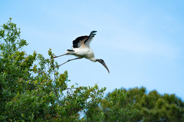 Wood Stork flying over rookery at Harris Neck wildlife sanctuary in Georgia.