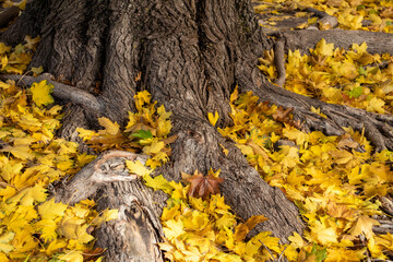Tree roots covered with yellow fall leaves