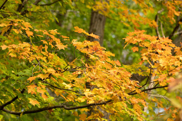 Leafy fall forest with yellow and green leaves and bark