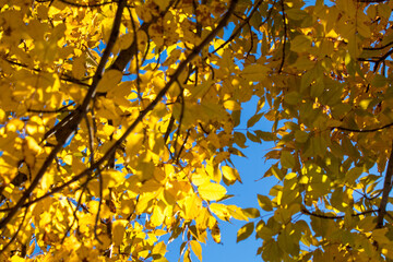 Golden fall leaves on tree against blue sky