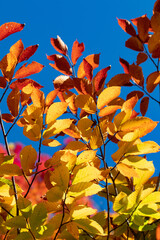 Red and yellow autumn leaves against blue sky