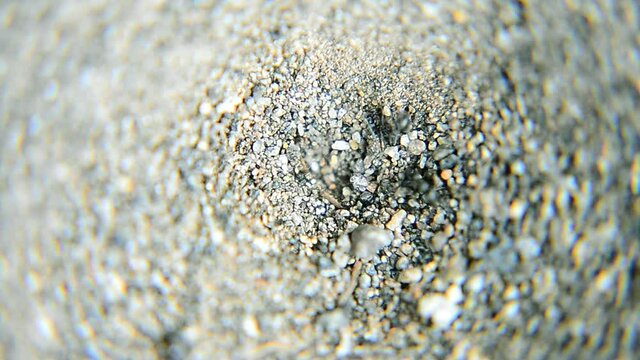 Video - Undur-undur (Antlion)  is the larva of the Myrmeleontidae