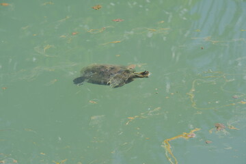 turtle in the river