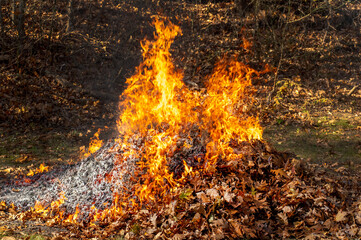 Pile of  fall leaves on fire in a rural back yard